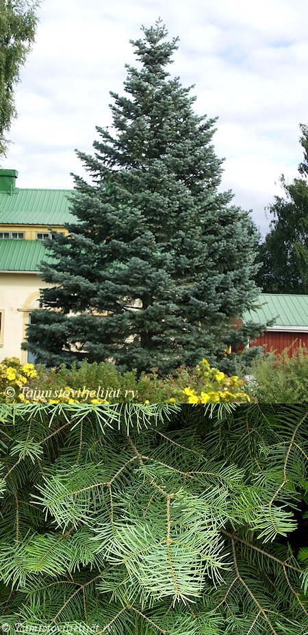 Abies concolor, harmaapihta